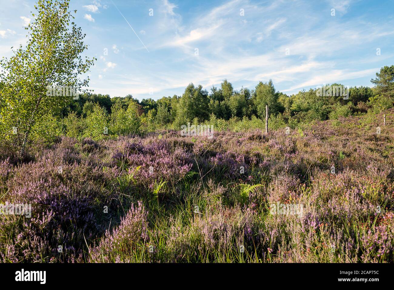 Gefährdete Heide im Süden Großbritanniens Stockfoto