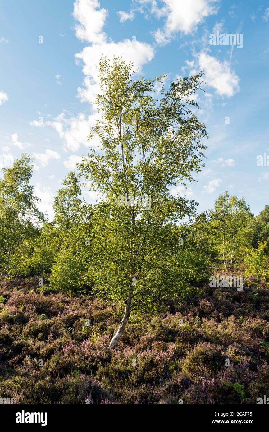 Gefährdete Heide im Süden Großbritanniens Stockfoto