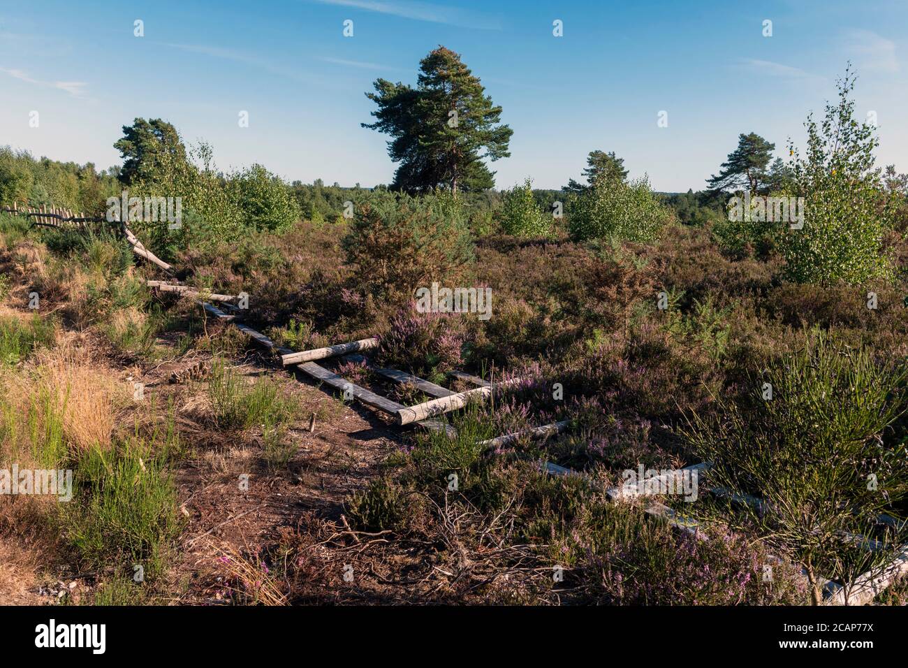 Gefährdete Heide im Süden Großbritanniens Stockfoto