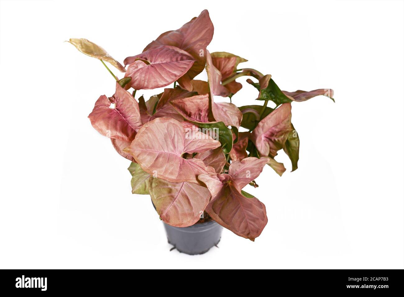 Rosa tropische Zimmerpflanze genannt 'Syngonium Podophyllum Neon Robusta'  Zimmerpflanze mit Rosa und grne pfeilfrmige Bltter isoliert auf weiem  Hintergrund Stockfotografie - Alamy