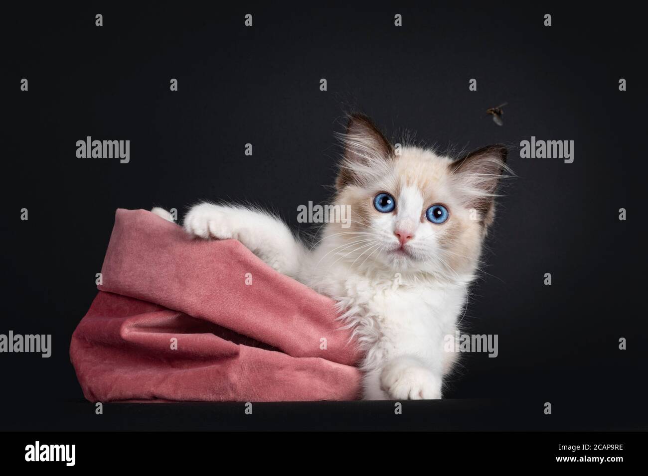 Beeindruckende Siegel bicolor Ragdoll Katze Kätzchen, lag in rosa Samtbeutel. Blick auf die Kamera mit hypnotisierenden blauen Augen fliegen vorbei. Isoliert auf blac Stockfoto