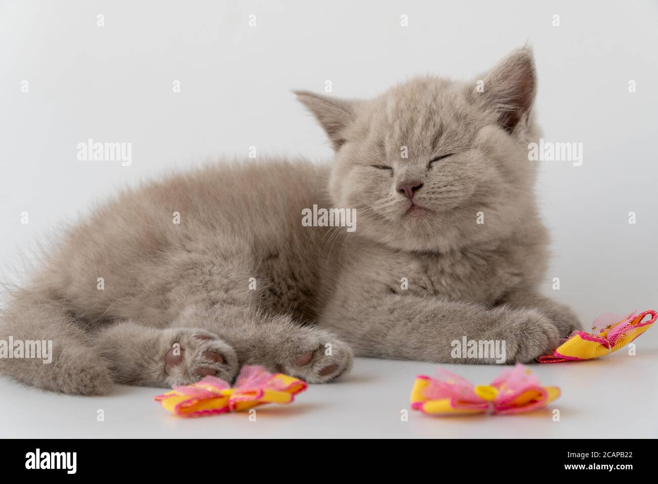 Britische Kurzhaarkatze. Niedliches kleines Kätzchen liegt und schläft. Katze rauchige Farbe. 08. August, Weltkatzentag. Stockfoto