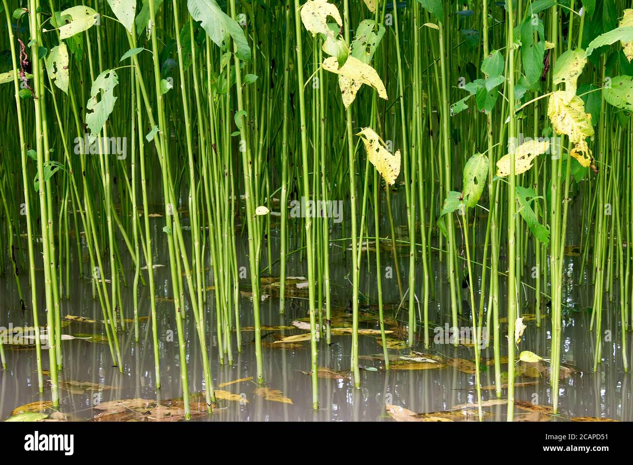 Grüne und hohe Jutepflanzen. Jute Anbau in Bangladesch.Bangladesch produziert die feinste Qualität natürliche Jute Faser, Faridpur, Bangladesch am 05. Juli, Stockfoto