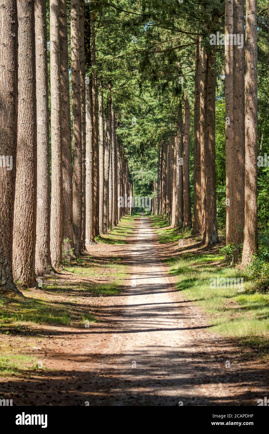Langer und gerader, schmaler sandiger Fußweg zwischen hohen Kiefern, in der Veluwe-Region bei Elburg, Niederlande Stockfoto