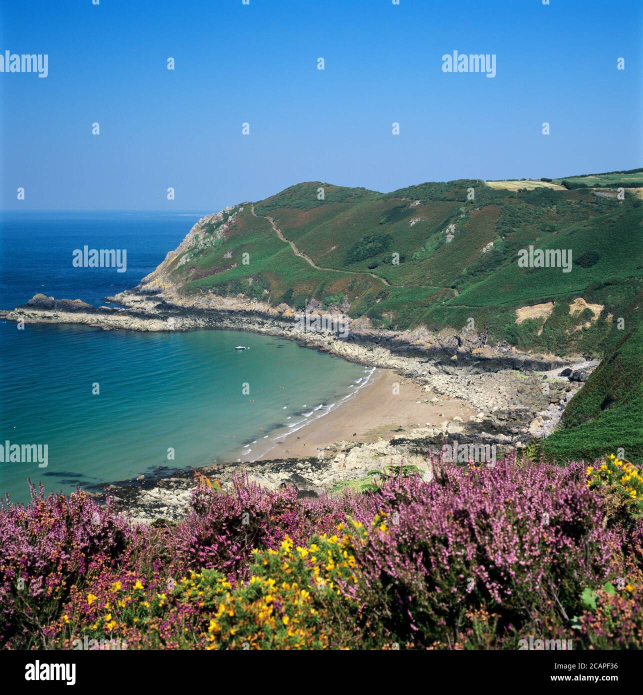 Blick über die Giffard Bay mit Heidekraut und Gelbgorse, Bonne Nuit Bay, Nordküste, Jersey, Kanalinseln, Großbritannien, Europa Stockfoto