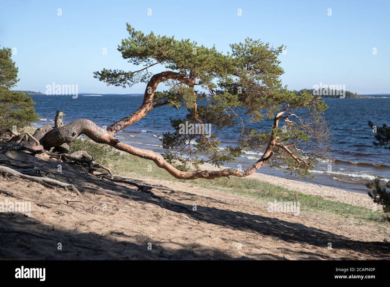 Schöne alte gebogene Kiefer am Ufer. Einsame Kiefer mit gebogenem Fass, Ladoga See im Hintergrund. Stockfoto