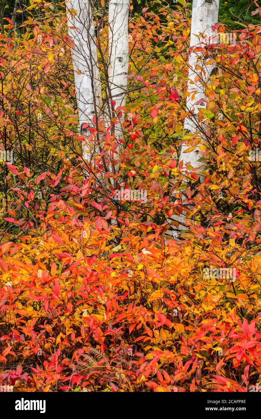 Herbst Geißblatt und birke Baumstämme, Greater Sudbury, Ontario, Kanada Stockfoto