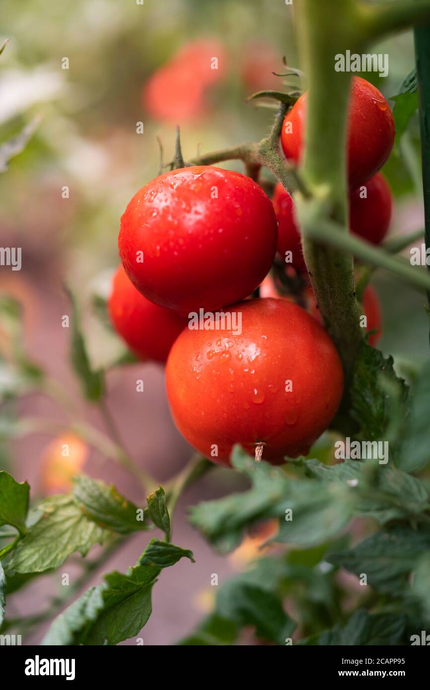 Tomate organische Stockfoto