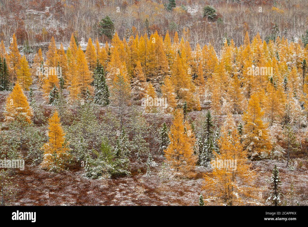 Östliche Lärchenbäume und frühe Schneefälle, Greater Sudbury, Ontario, Kanada Stockfoto