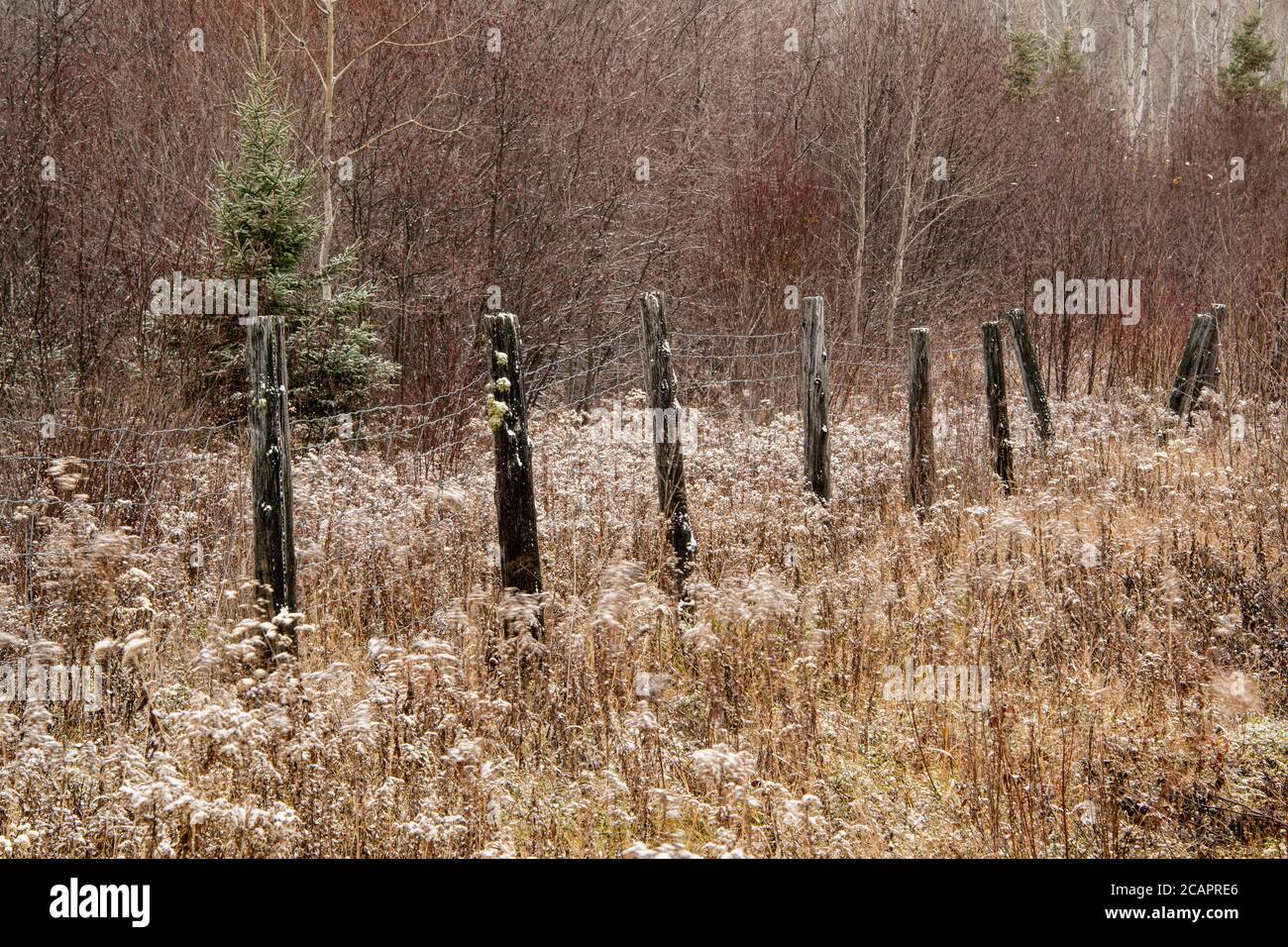 Fence Line, Greater Sudbury, Ontario, Kanada Stockfoto