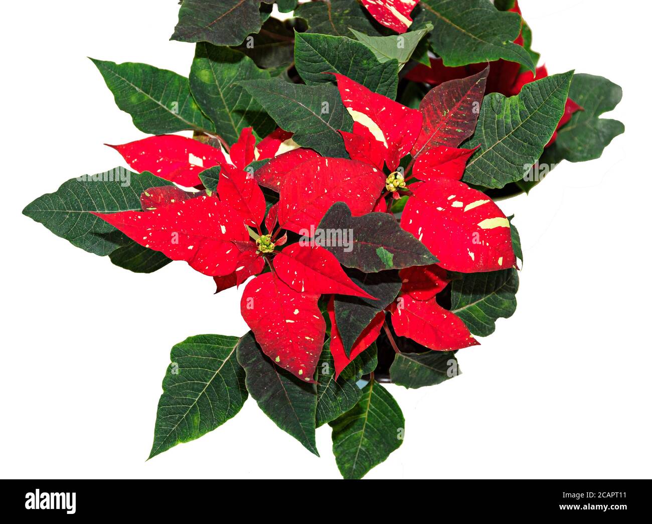 Rot gefleckte weihnachtsblume Pflanze, poinsettia Nahaufnahme. Stockfoto