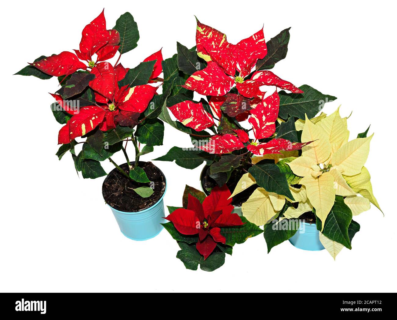 Rot gefleckte weihnachtsblume Pflanze, poinsettia Nahaufnahme. Stockfoto