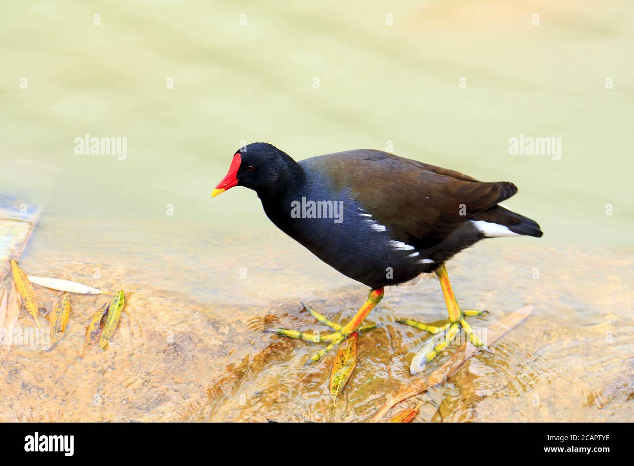 Die Moorhuhn (Gallinula chloropus) Auch bekannt als das Sumpfhuhn ist eine Vogelart In der Familie Rallidae Stockfoto