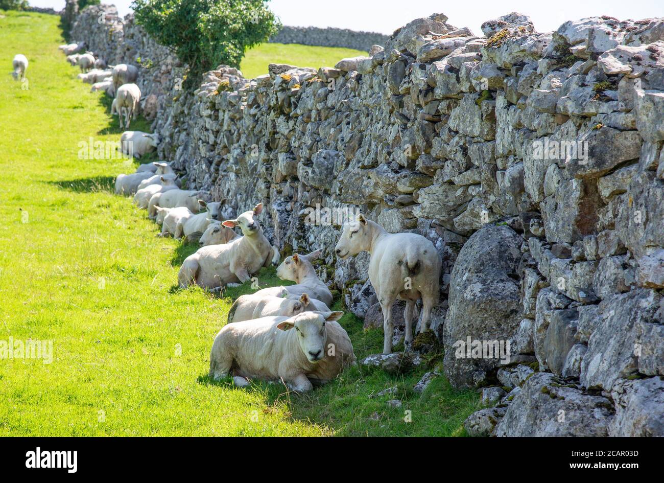 Silverdale, Carnforth, Lancashire, Großbritannien. 8. August 2020 Schafe Klammern sich an einem heißen Tag in Silverdale, Carnforth, Lancashire, Großbritannien, an den Schatten einer trockenen Steinmauer. Kredit: John Eveson/Alamy Live Nachrichten Stockfoto