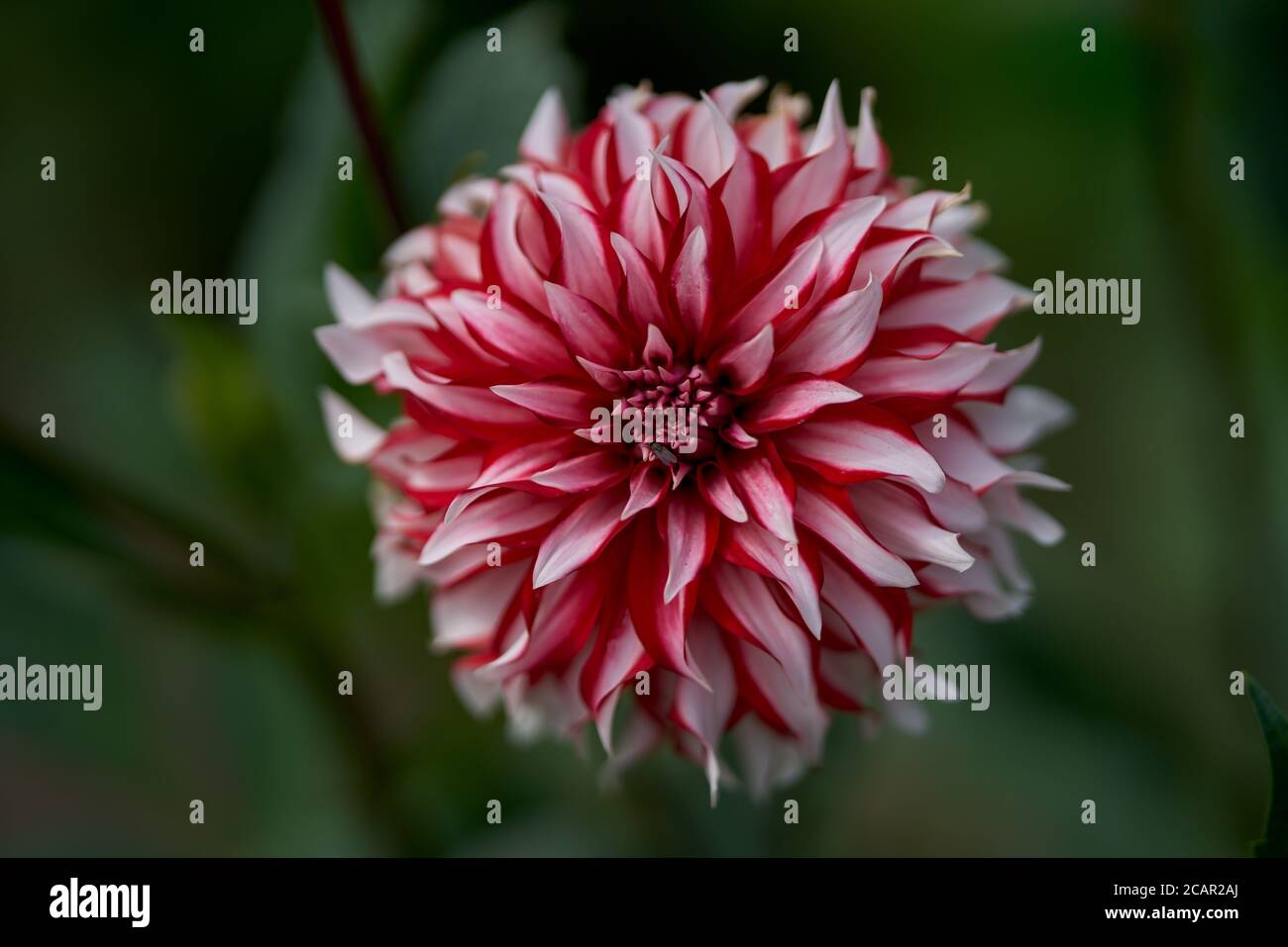 Luxurient rot weiß Dahlia Santa Claus US Blume aus nächster Nähe Stockfoto