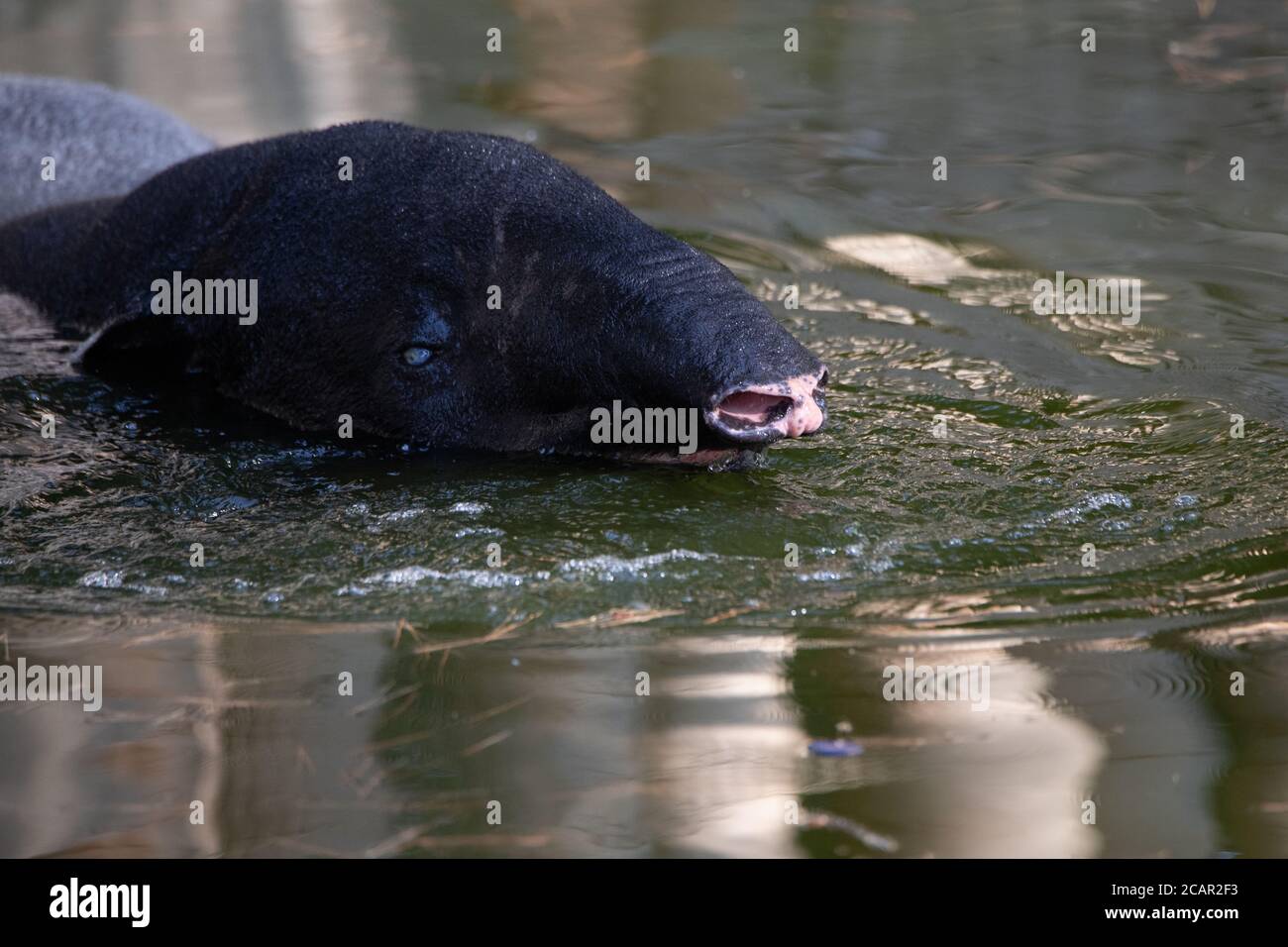 Gesicht Porträt eines blinden malaiischen Tapir schwimmen in der Wasser Stockfoto