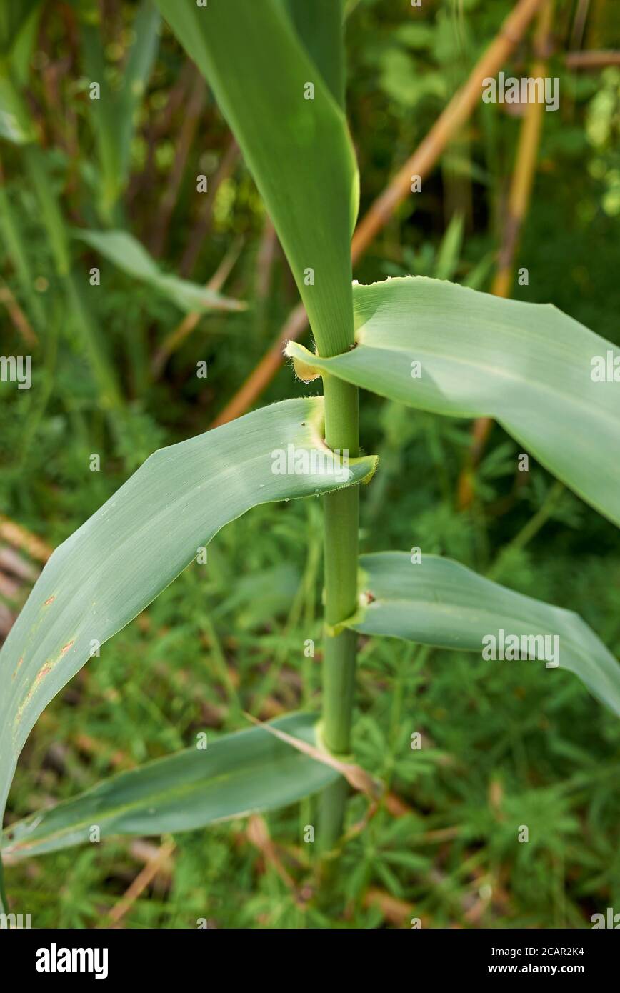 Arundo Donax frischer grüner Stiel und Blätter Stockfoto