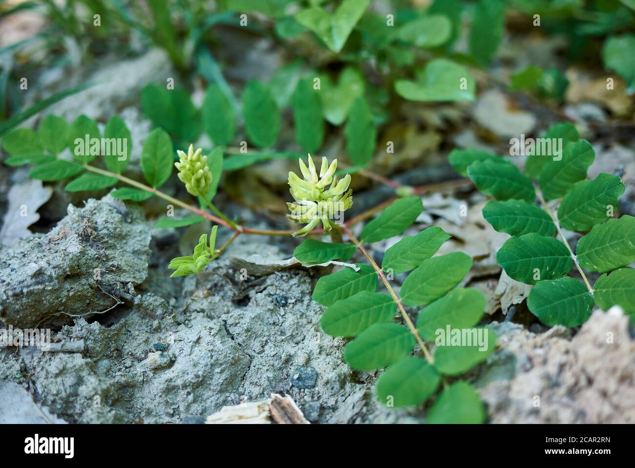 Astragalus glycyphyllos Nahaufnahme mit blassgelben Blütenstand Stockfoto