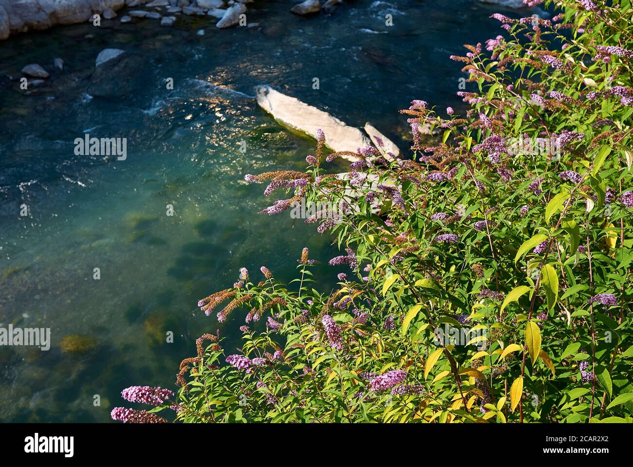 Buddleja Strauch in voller Blüte Stockfoto
