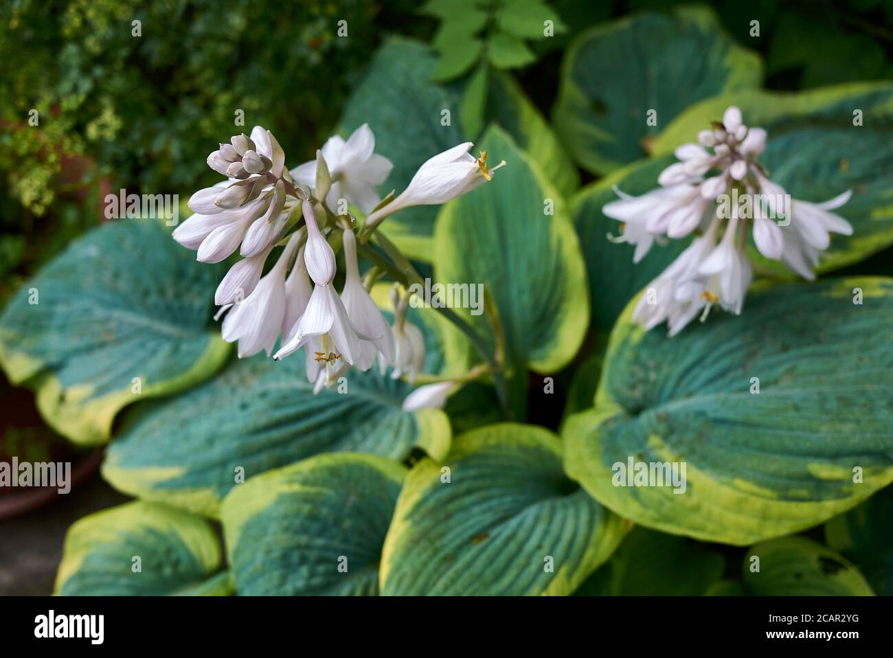 Hosta sieboldiana Nahaufnahme mit weißen Blüten Stockfoto
