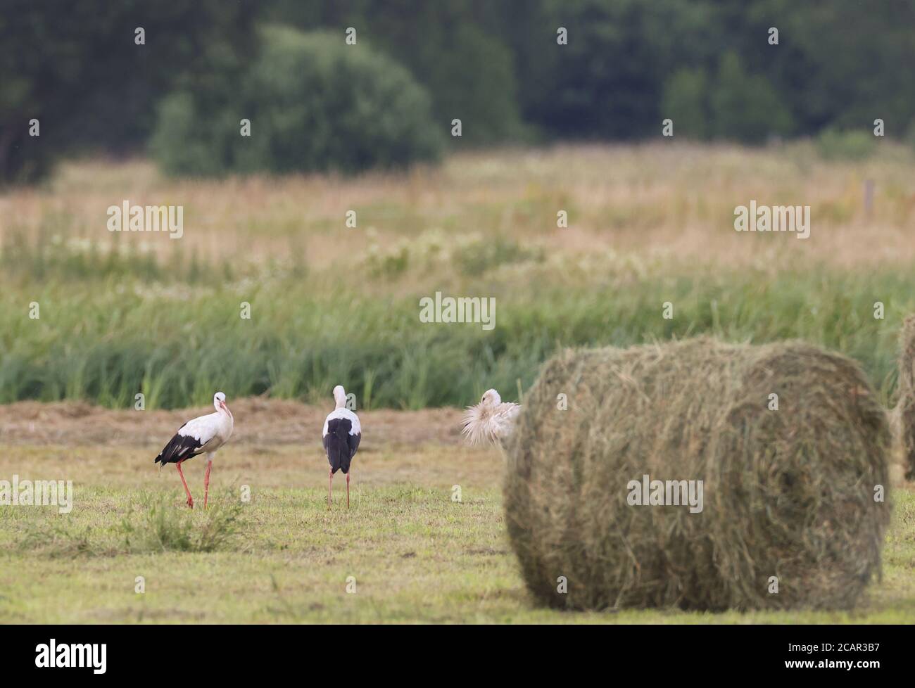 Weißer Storch zwischen Heuballen, Woiwodschaft Podlachie Stockfoto