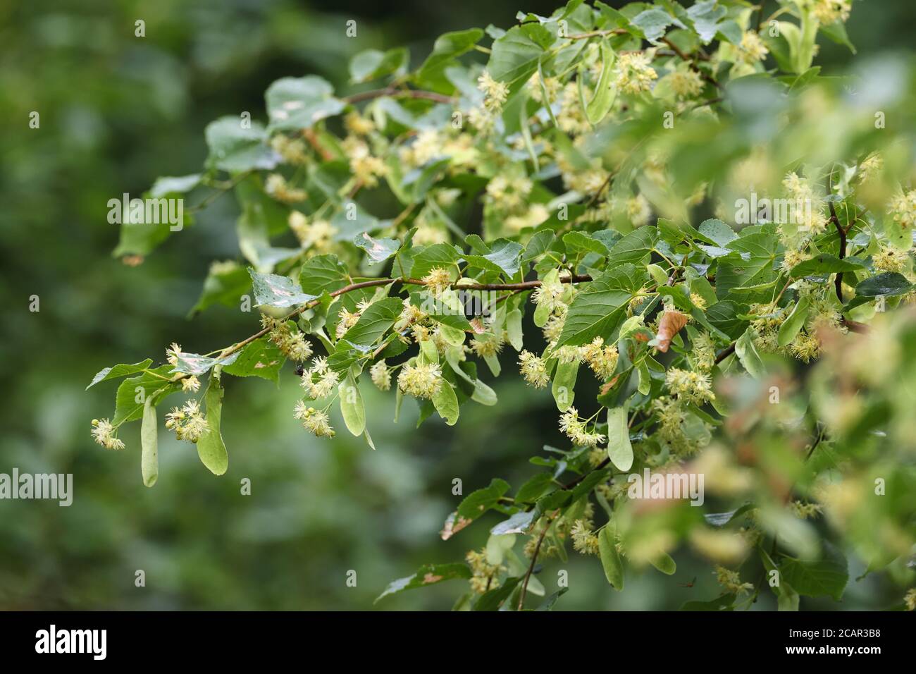 Linden-Ast blühenden Regen nach, Podlachie Woiwodschaft, Polen, Europa Stockfoto