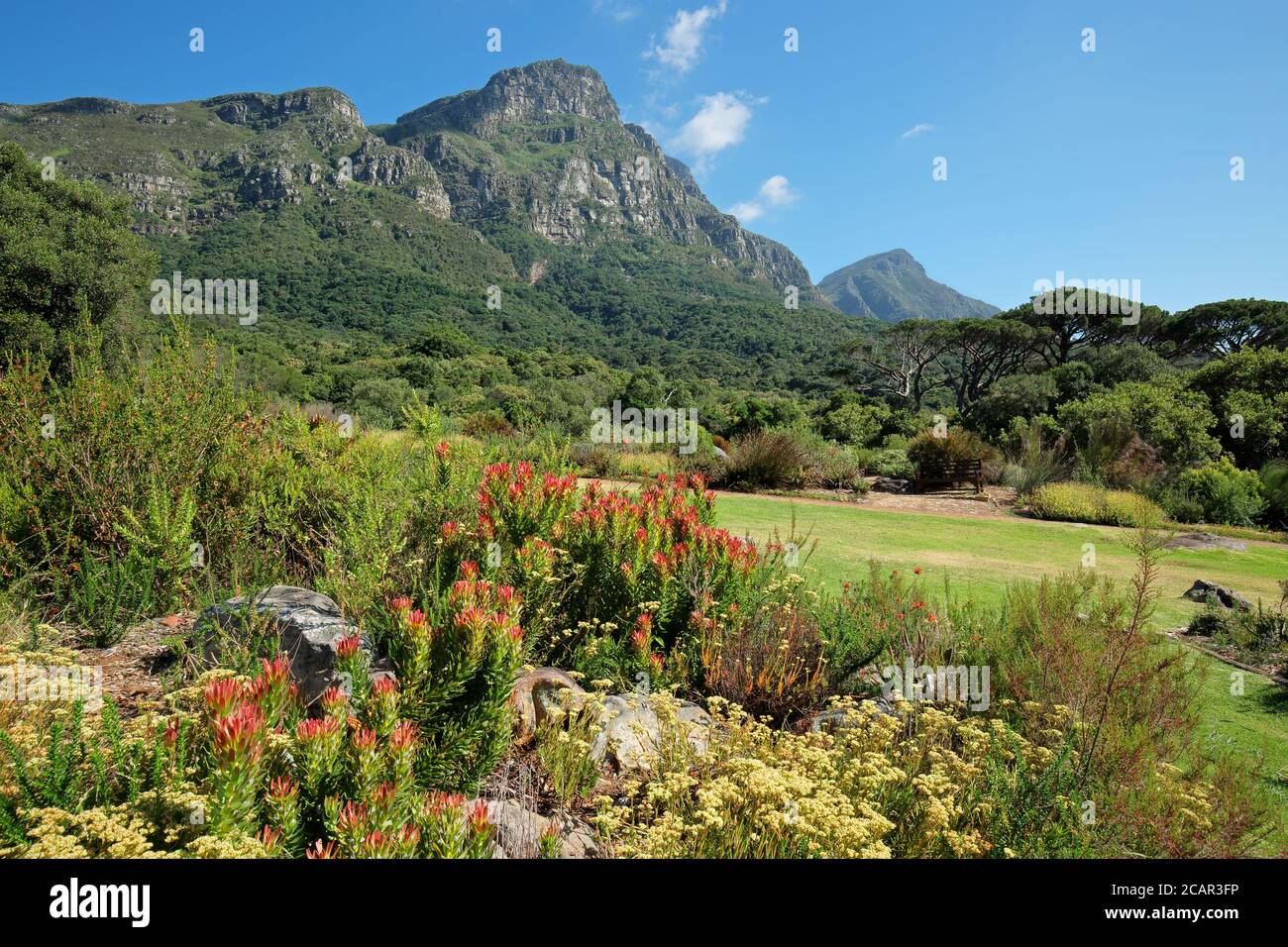 Blick auf den botanischen Garten Kirstenbosch vor der Kulisse des Tafelbergs, Kapstadt, Südafrika Stockfoto