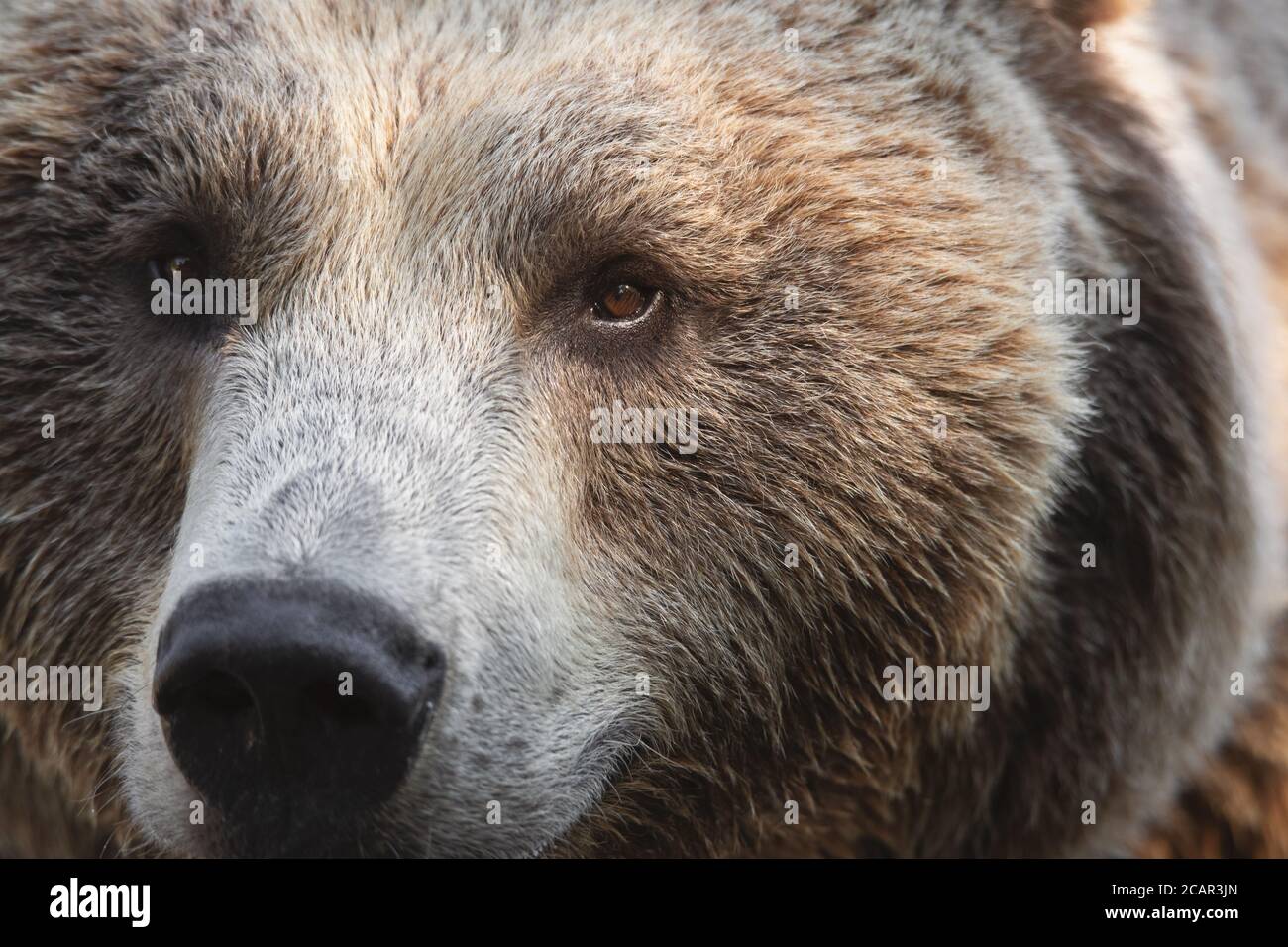 Nahaufnahme Gesicht Porträt eines männlichen Braunbären. Wir können die Augen-, Nase- und Fellstruktur sehen Stockfoto
