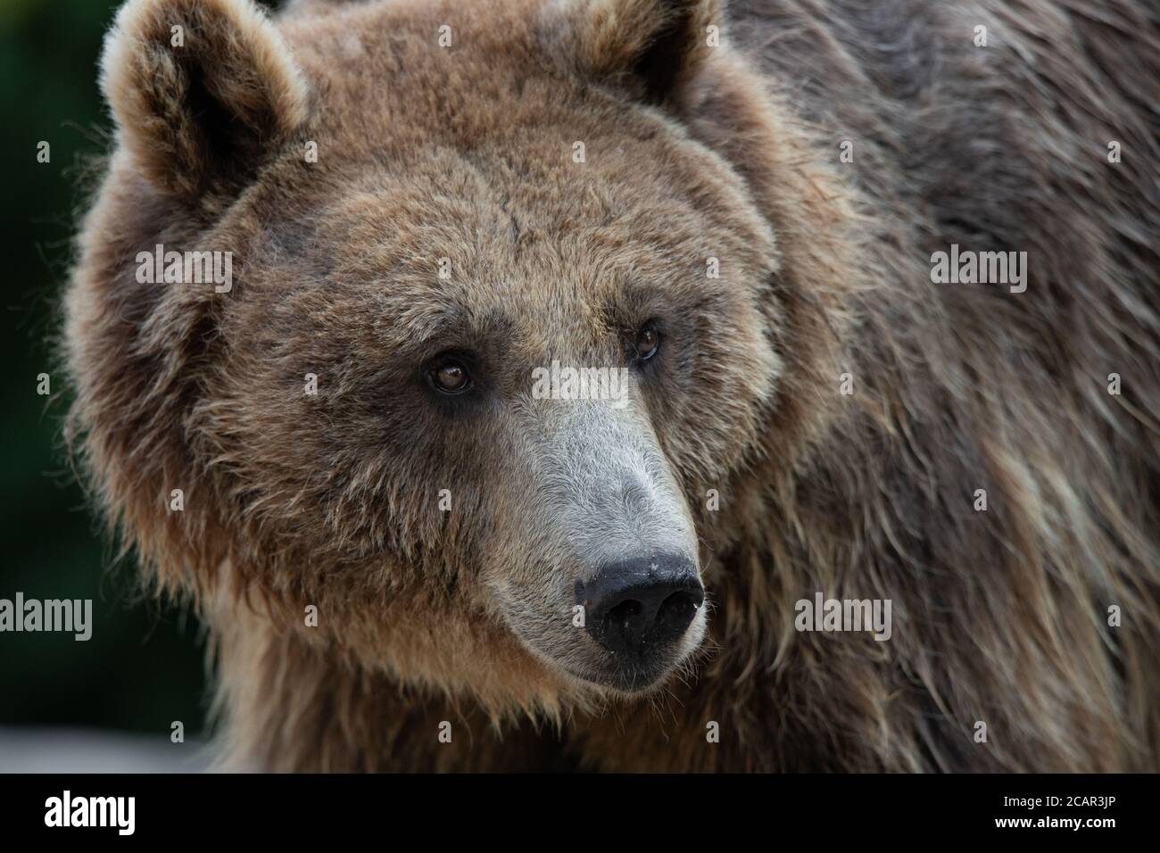 Nahaufnahme des Gesichts Porträt eines zerzaust und nass braun Bär weiblich Stockfoto