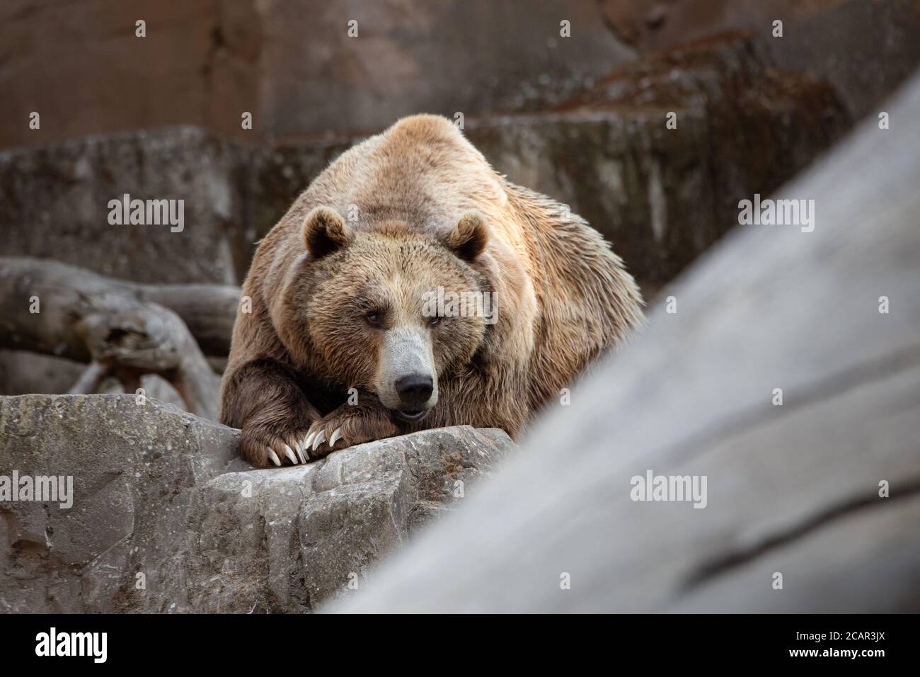 Großer männlicher Braunbär, der auf einigen Felsen ruht. Ganzkörperporträt Stockfoto