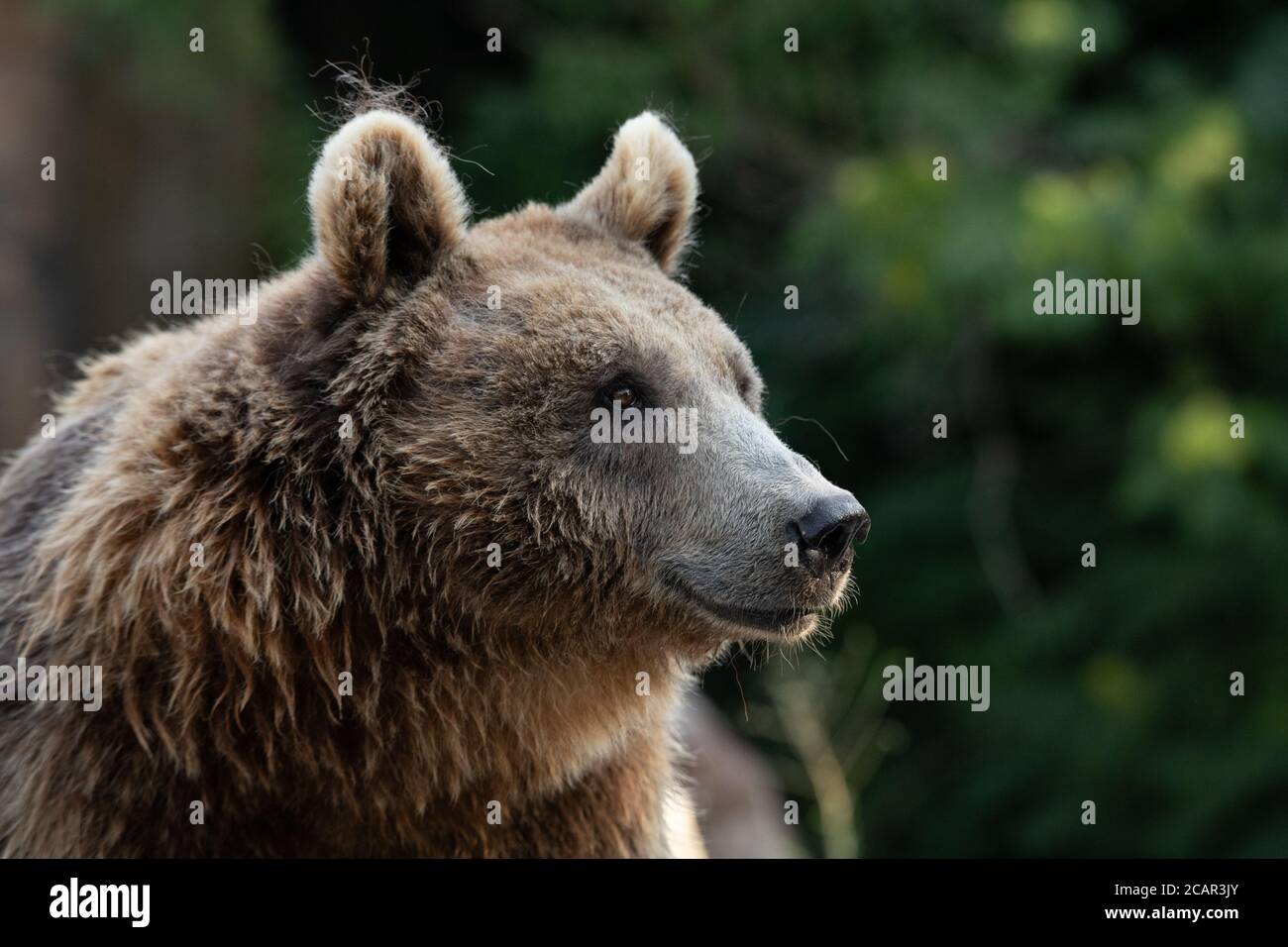 Gesichtsbildnis einer zischten und nassen Braunbären-Frau Mit grünem Hintergrund Stockfoto