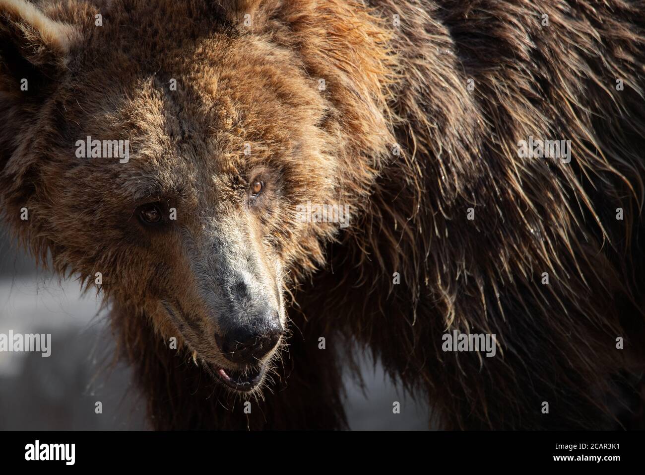 Nahaufnahme Gesicht Porträt einer weiblichen Braunbären. Wir können die Augen-, Nase- und Fellstruktur sehen Stockfoto