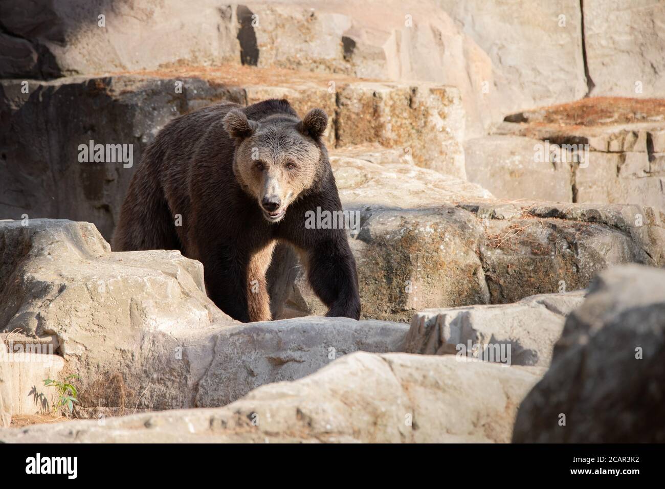 Porträt eines jungen Braunbären, der auf dem Felsen läuft Bei Sonnenuntergang Stockfoto