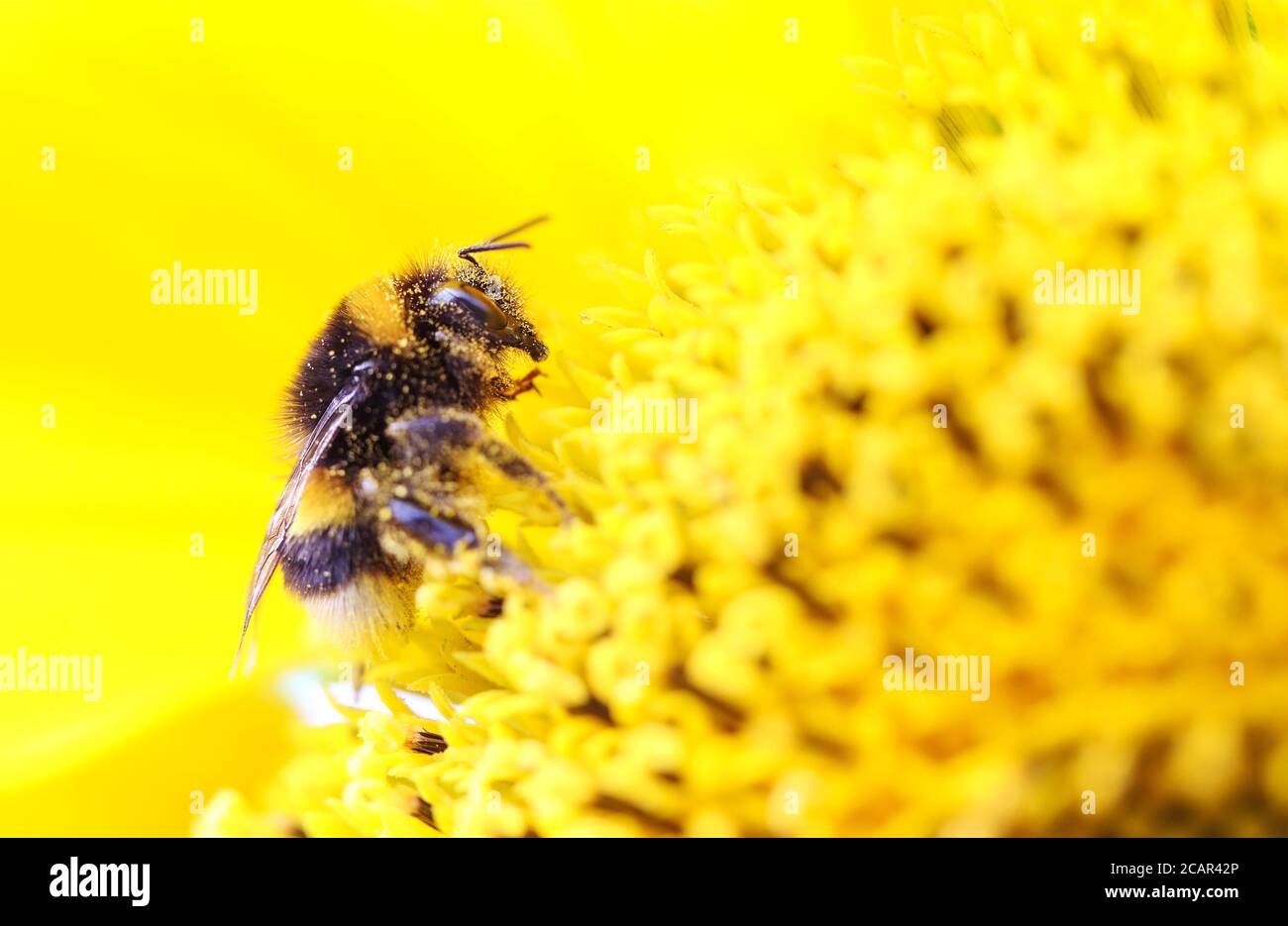 Hummel auf einer Sonnenblume in Großbritannien an einem heißen Sommertag Stockfoto