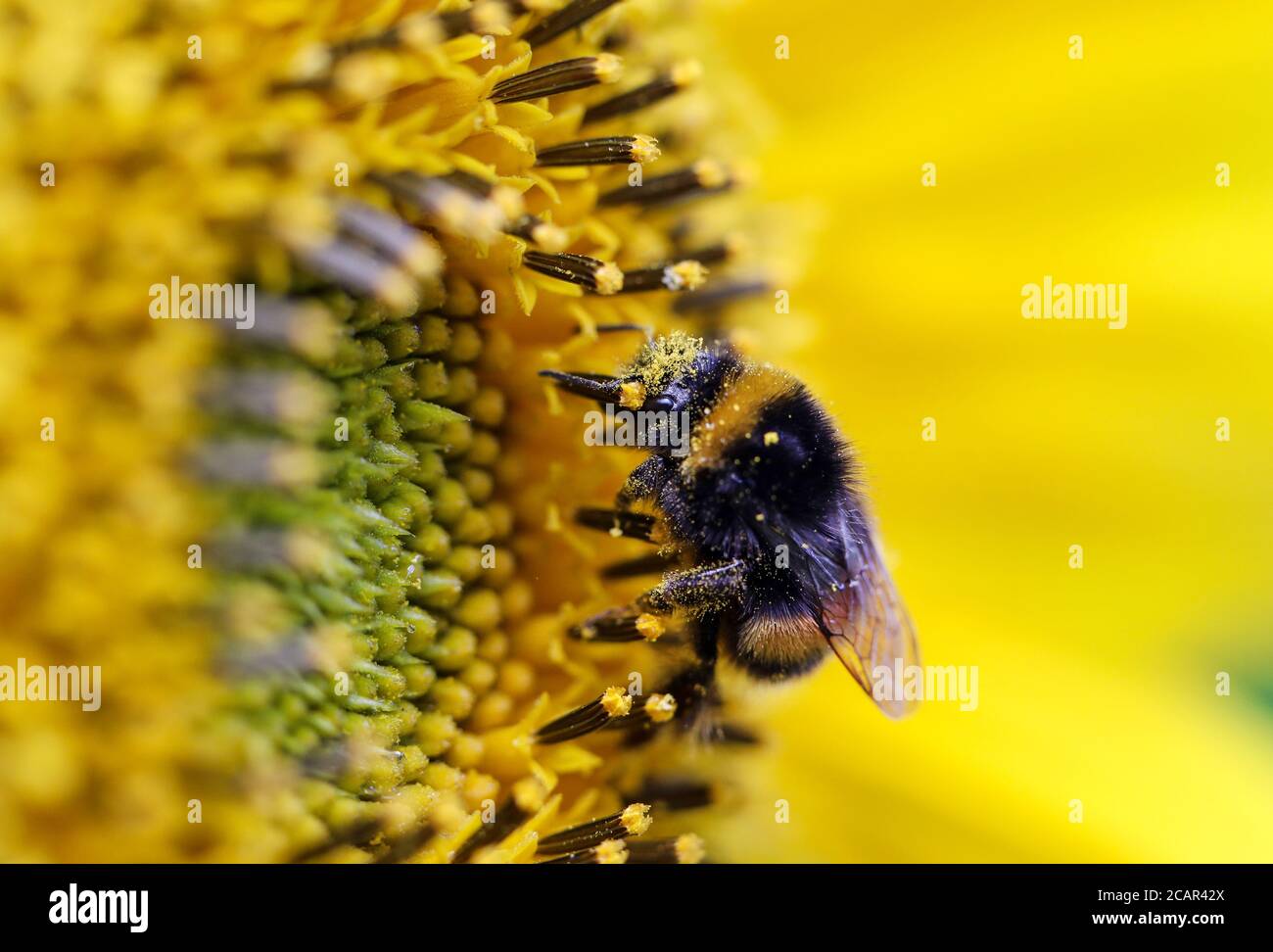 Hummel auf einer Sonnenblume in Großbritannien an einem heißen Sommertag Stockfoto