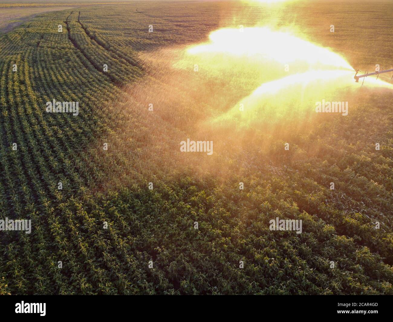 Die Bewässerung mit der drehmittelpunkt Sprinkleranlage Stockfoto
