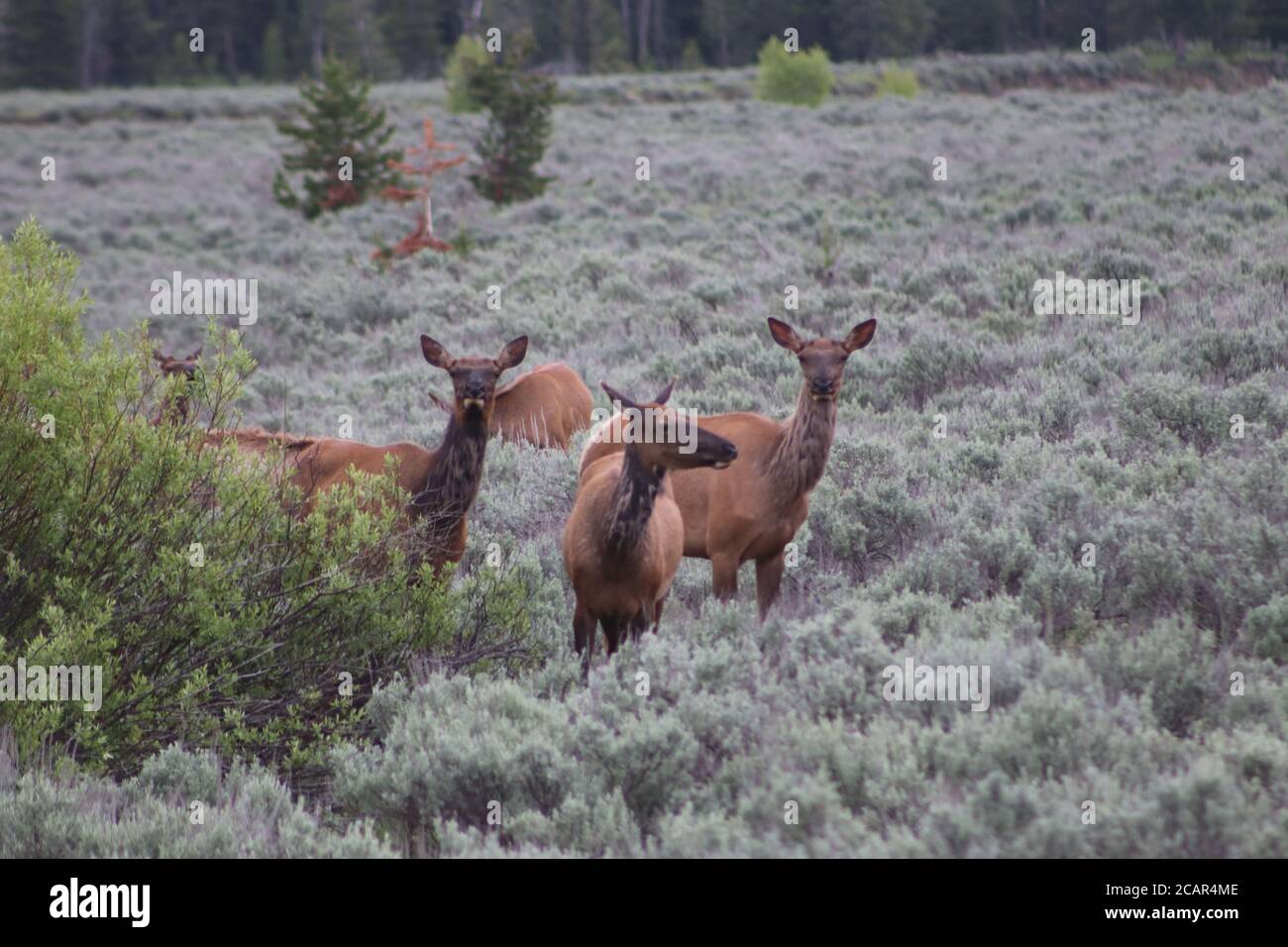 American Elk Grazing in Spring von Joe C. Stockfoto