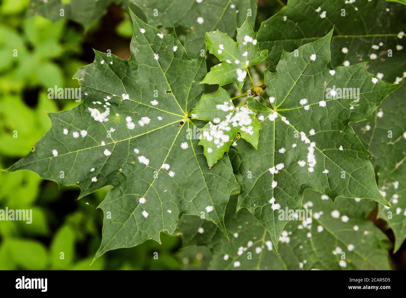 Mehltau auf Ahornblatt. Weiße Flecken von Mehltau auf Ahornbaum. Pathogene Pilze, Phytopathologie, Pflanzenkrankheiten Konzept Stockfoto