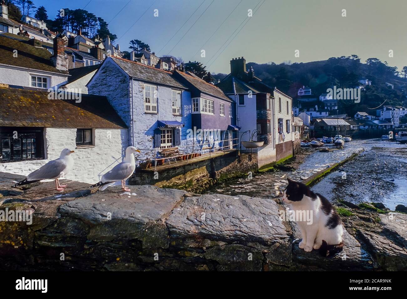 Eine Katze, die an einer Wand sitzt und ein paar Heringsmöwen anschaut. Polperro Fischerdorf. Cornwall. England. VEREINIGTES KÖNIGREICH Stockfoto