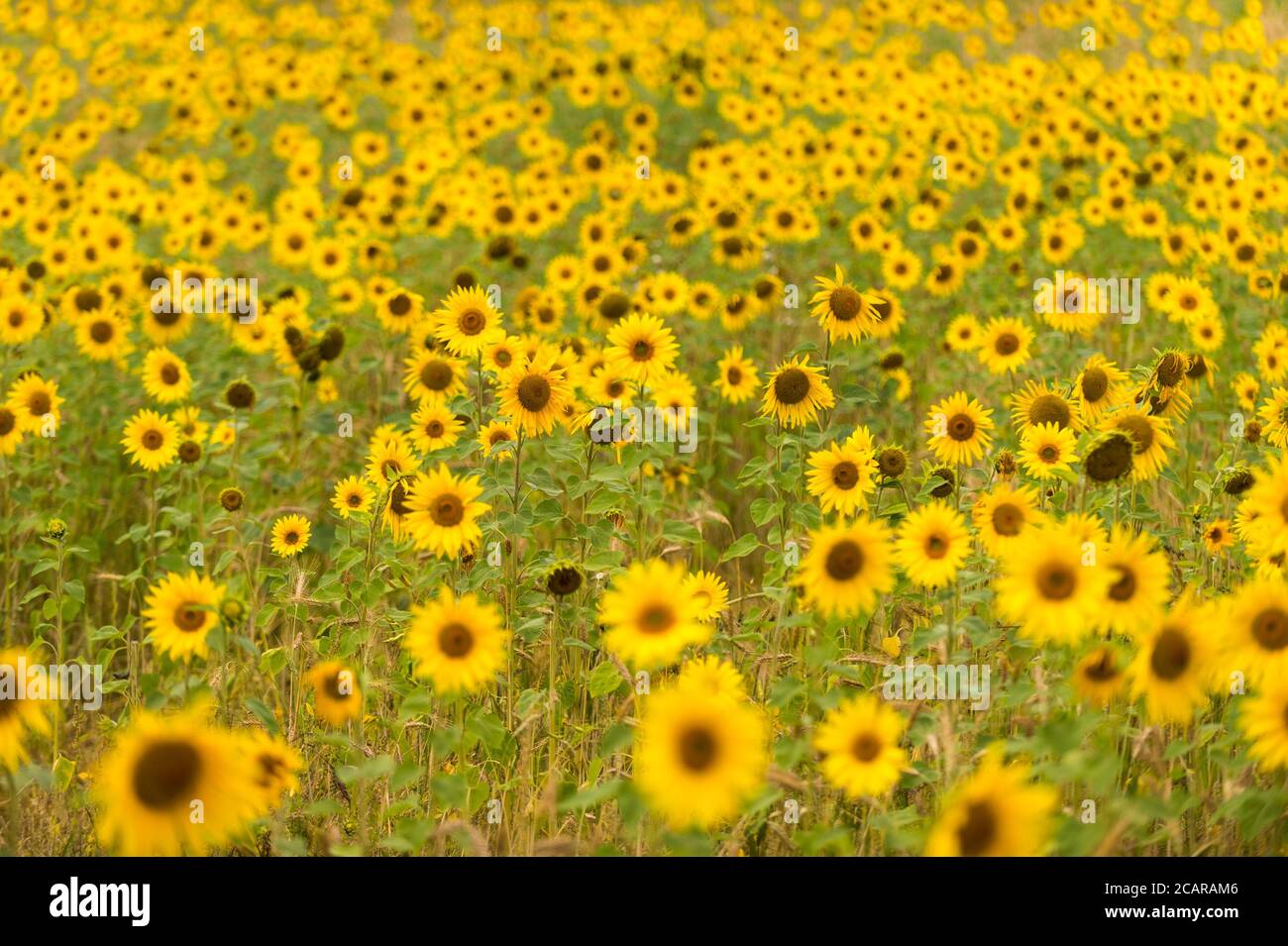 Chorleywood, Großbritannien. August 2020. UK Wetter: Sonnenblumen wachsen in einem Weizenfeld in der Nähe von Chorleywood, Hertfordshire an einem heißen Tag, an dem die Temperatur voraussichtlich bei 34C hoch ist. Es wird prognostiziert, dass die Temperaturen in den nächsten Tagen weiterhin über 30 Grad Celsius liegen werden. Kredit: Stephen Chung / Alamy Live Nachrichten Stockfoto