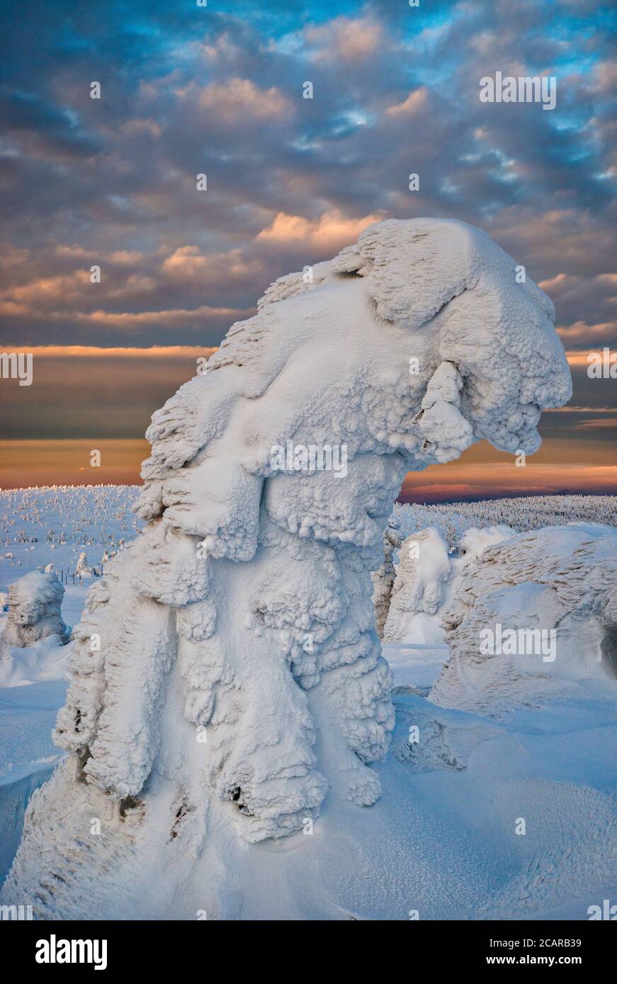 Zwergkiefer, Eis und Schnee umhüllt, bei Sonnenaufgang, in subalpinen Zone unterhalb des Szrenica Gipfels, Nationalpark Karkonosze, Polen Stockfoto