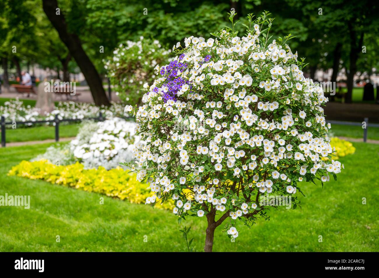 Helsinki / Finnland - 7. August 2020: Ein kleiner Strauch mit weißen und blauen Blumen auf dem öffentlichen Park, fotografiert an einem sonnigen Sommertag. Stockfoto