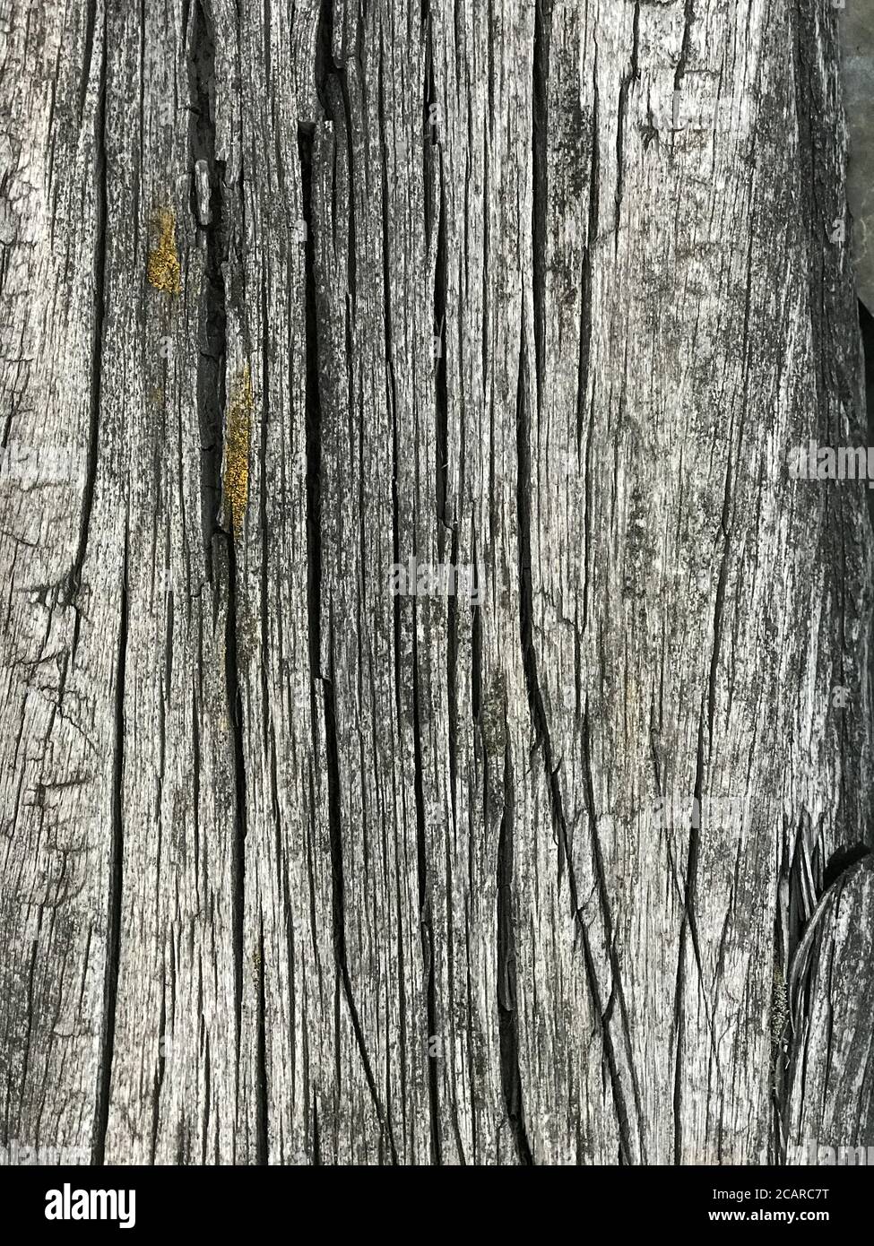Verwitterter Holzhintergrund, Nahaufnahme. Alte Holzstruktur - graues Holzbrett. Gealterte Baumoberfläche Stockfoto