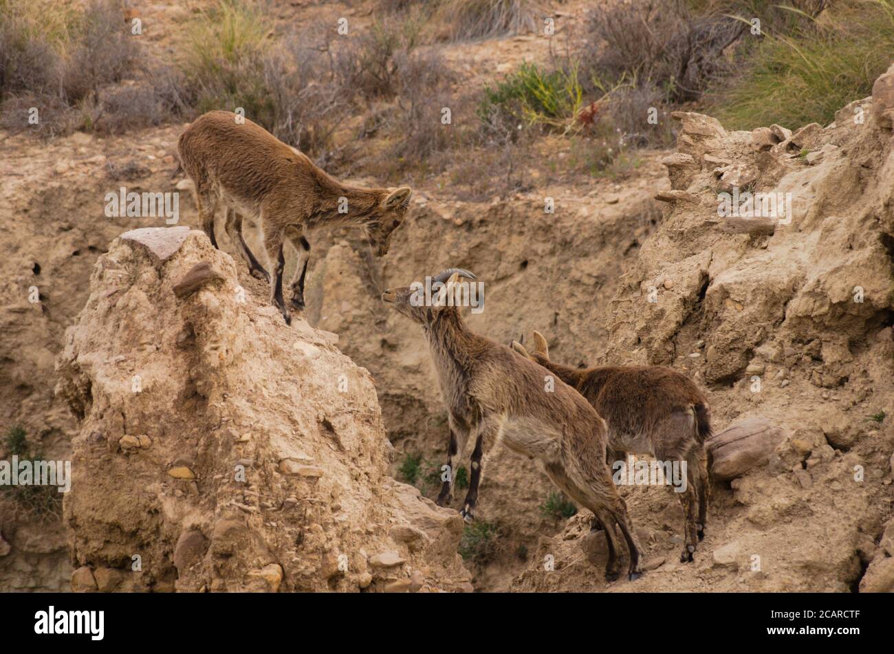 Iberische Wildziegen (Capra pyrenaica) Sich gegenseitig in der Wüste Tabernas herausfordern Stockfoto