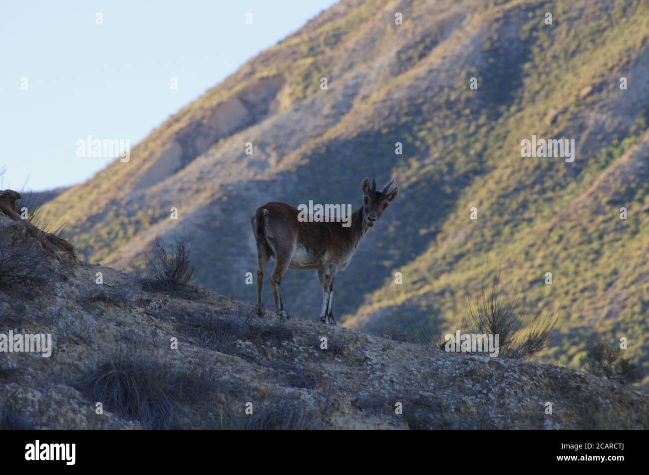 Iberische Wildziege (Capra pyrenaica) in der Wüste Tabernas Stockfoto