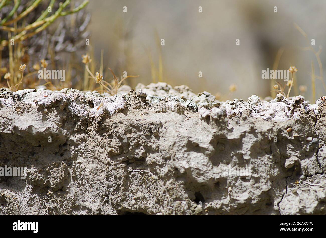 Schicht der biologischen Bodenkruste (Flechtenart Diploschistes diacapsis) Auf dem Oberboden in der Wüste Tabernas Stockfoto