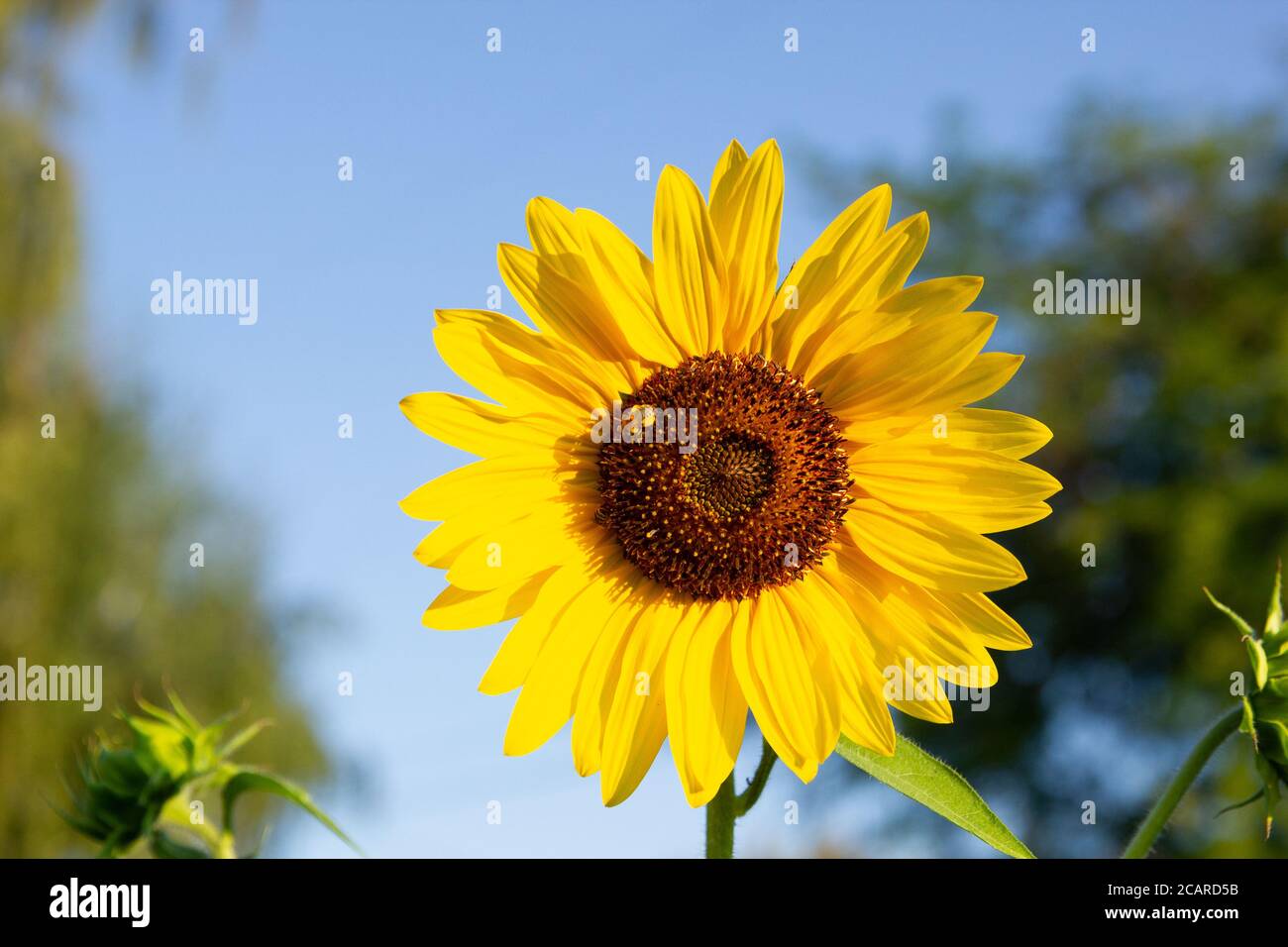 Leuchtend gelbe Sonnenblumen stehen hoch an einem blauen Himmel und sorgen für Pollen für Bienen im Garten. Stockfoto