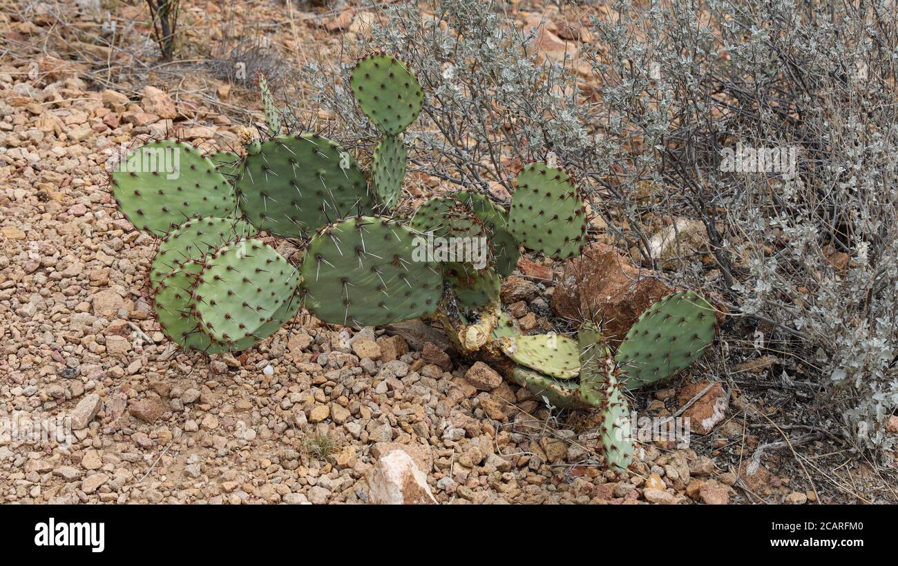Prickly Pear Cactus entlang des Grapevine Hills Trail, Big Bend National Park, Texas Stockfoto