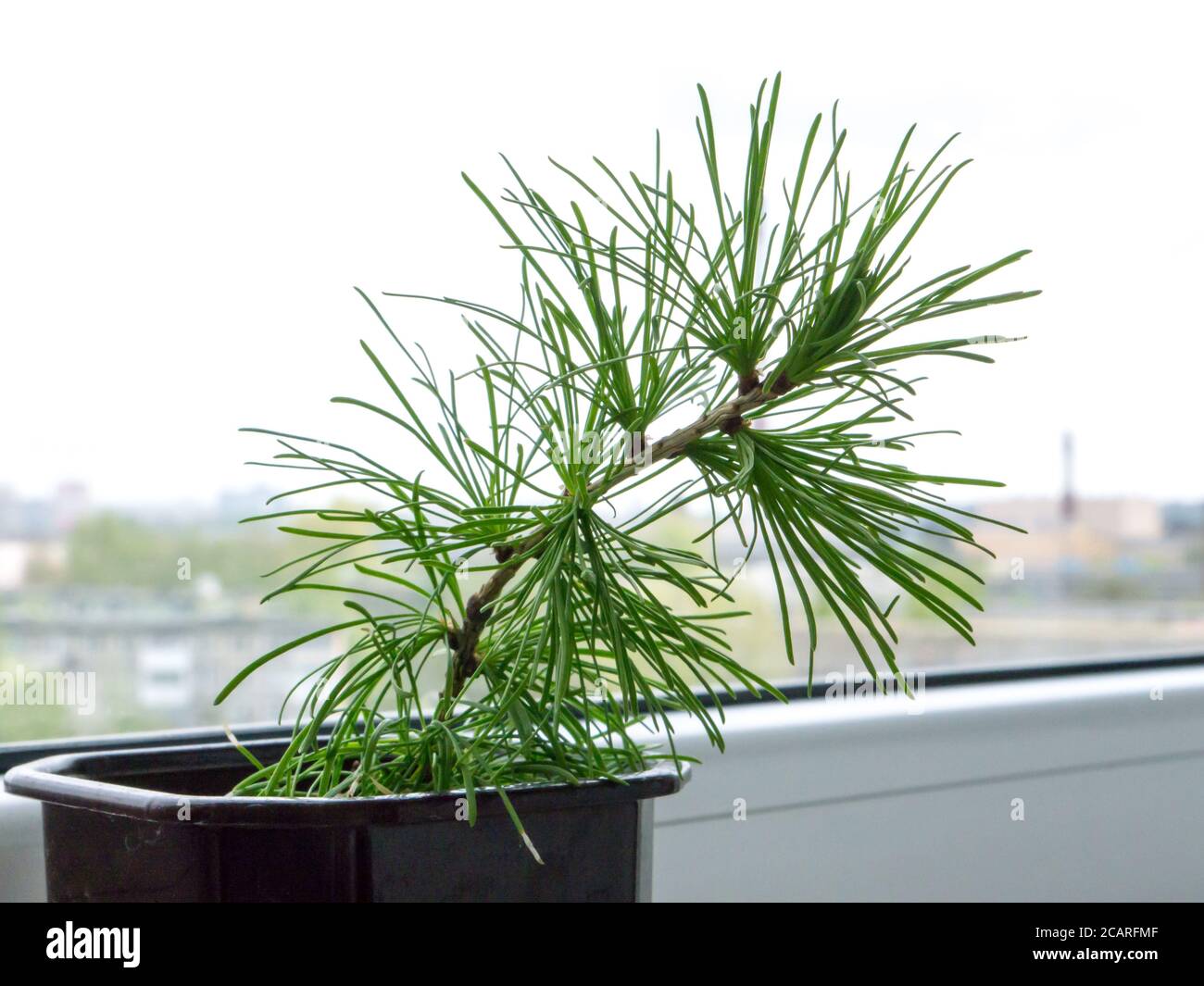 Lärchen Baumobjekt. Stockfoto