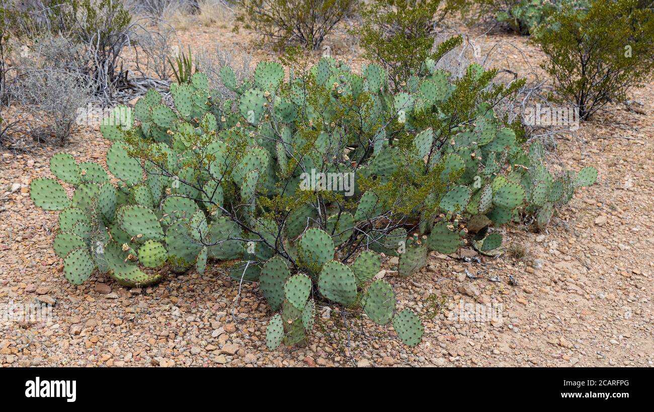 Prickly Pear Cactus entlang des Grapevine Hills Trail, Big Bend National Park, Texas Stockfoto